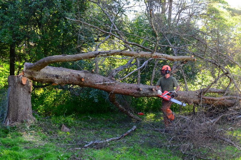 Apple Tree Removal