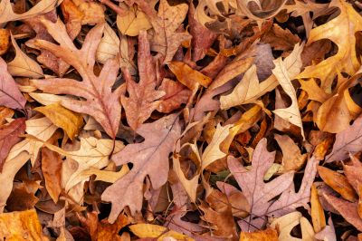 Benefits of Leaf Clearing