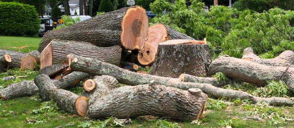 Large Tree Removal in Broomfield