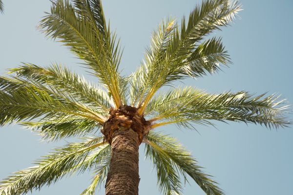 Palm Tree Removal in Broomfield