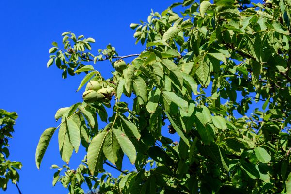 Cost of Walnut Tree Removal in Broomfield