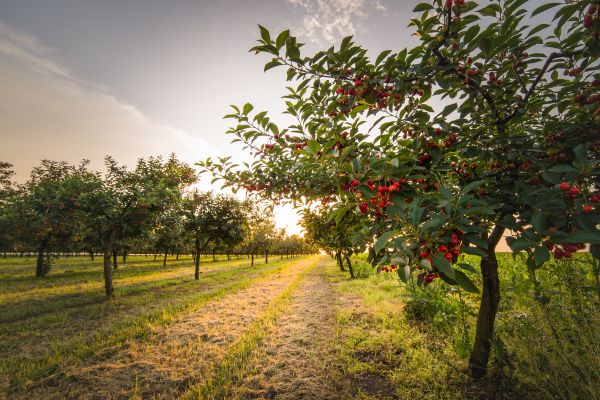 Cost of Cherry Tree Removal in Broomfield