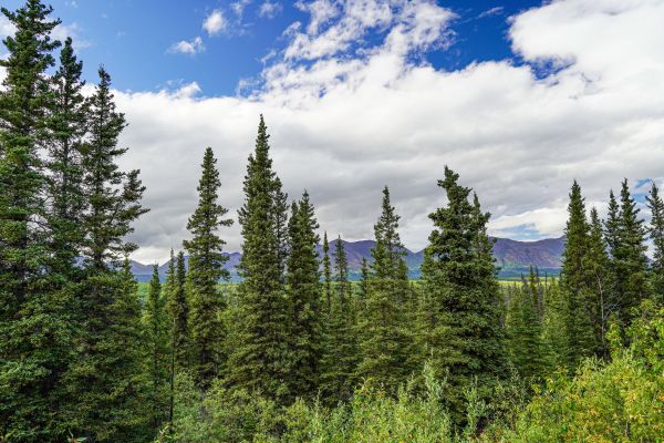 Cost of Spruce Tree Removal in Broomfield