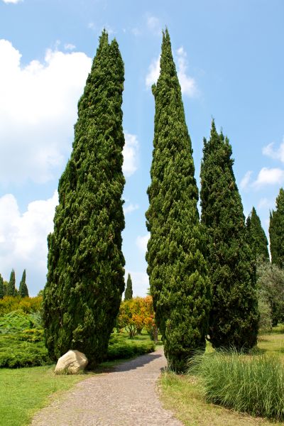Cost of Cypress Tree Removal in Broomfield