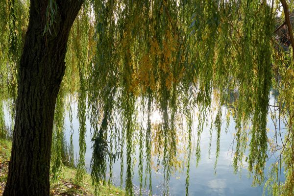 Cost of Willow Tree Removal in Broomfield