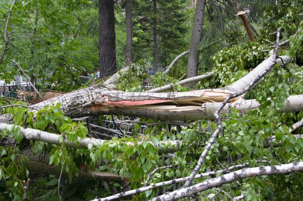 Cost of Birch Tree Removal in Broomfield