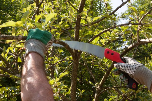 Cost of Elm Tree Removal in Broomfield