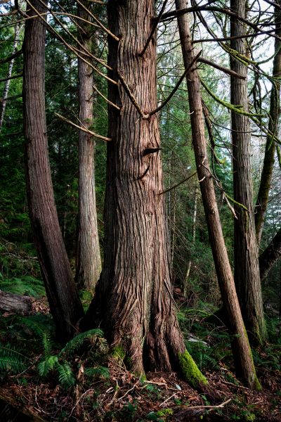 Cost of Cedar Tree Removal in Broomfield