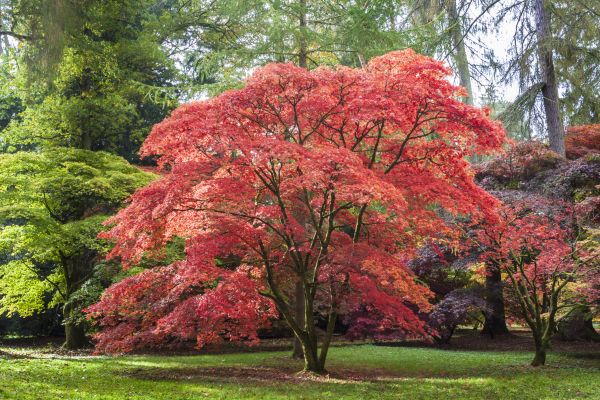 Cost of Maple Tree Removal in Broomfield