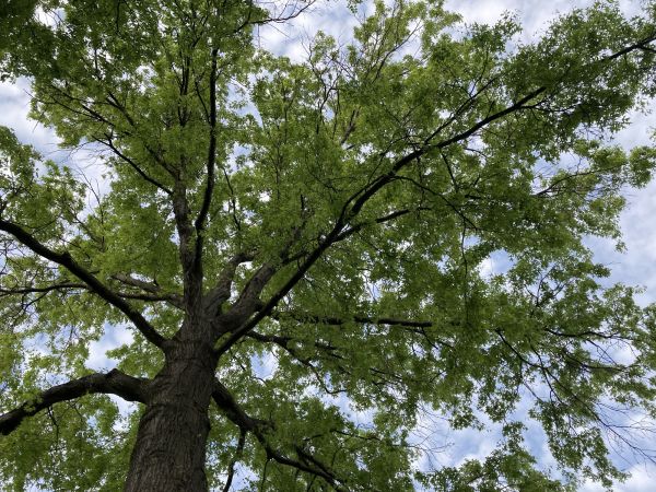 Cost of Oak Tree Removal in Broomfield