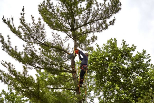 Cost of Pine Tree Removal in Broomfield
