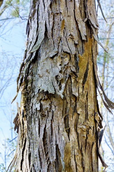 Cost of Hickory Tree Removal in Broomfield