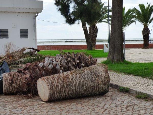 Palm Trees Removal in Broomfield