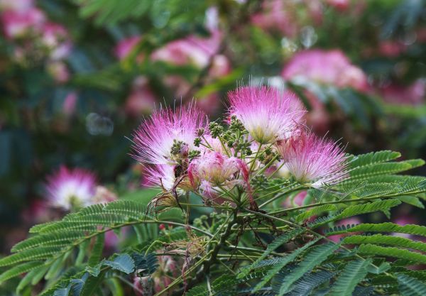 Cost of Mimosa Tree Removal in Broomfield