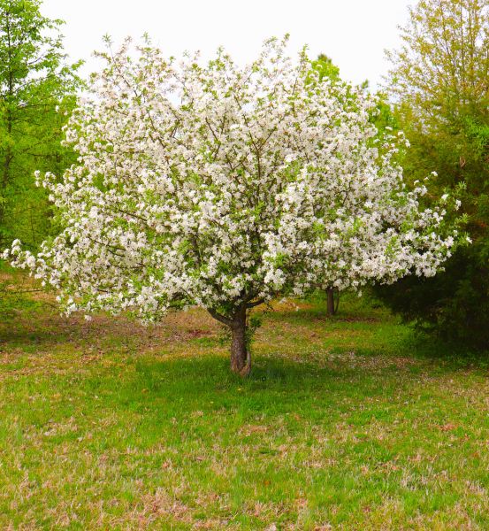 Cost of Dogwood Tree Removal in Broomfield
