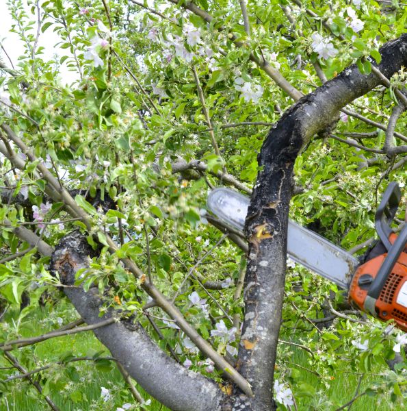 Cost of Apple Tree Removal in Broomfield