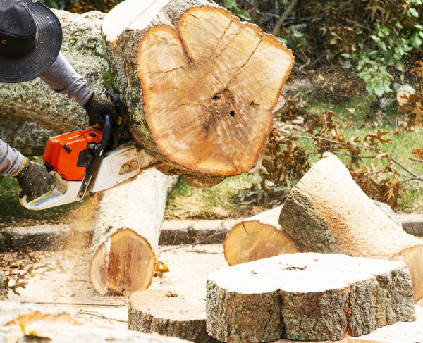 Tree Removal Service in Broomfield