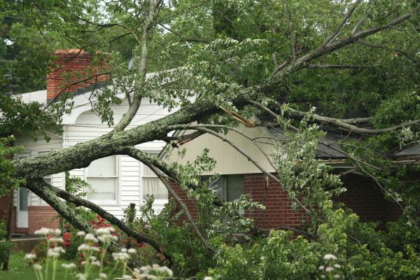 Emergency Tree Removal in Broomfield