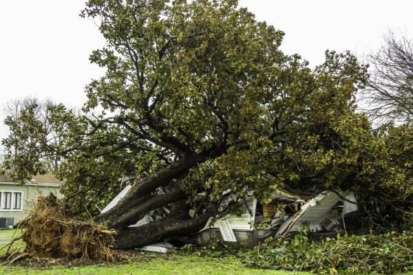 Fallen Tree Removal in Broomfield