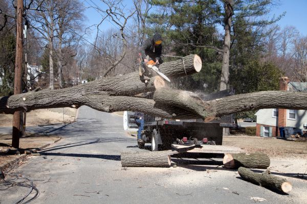 Cost of Residential Tree Removal in Broomfield
