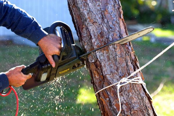 Dead Tree Removal in Broomfield